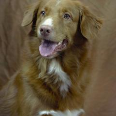 Ripple - Nova Scotia Duck Tolling Retriever