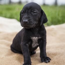 German Shorthaired Pointer Puppies from Spring River Kennel