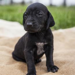 German Shorthaired Pointer Puppies from Spring River Kennel