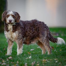 Rusty - Bernedoodle