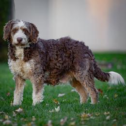 Rusty - Bernedoodle