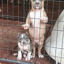 American Bully Puppies from Manuia Kennels