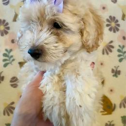Maisy - Cream female Poodle puppy in Howe, Oklahoma from Cuddly Cavapoos
