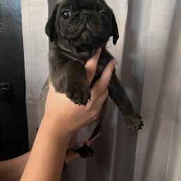 "Litter 2022" Pug Puppies from Tanori Kennels