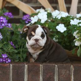 Green collar male puppy 5500 - Chocolate tri-color male Bulldog puppy in Lewisberry, Pennsylvania from Salted Rim Corgis