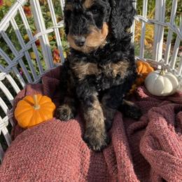 Poodle Puppies from Wilks Pups