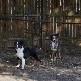 Australian Shepherd Puppies from Gypsy River Aussies