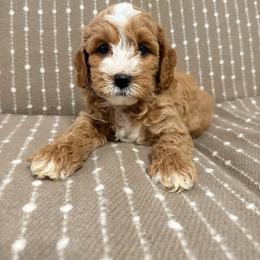 Boy 1 - Cream male Goldendoodle puppy in Sacramento, California from Golden Heart Doodles