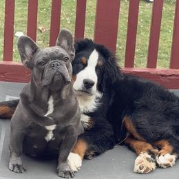 Blue - French Bulldog