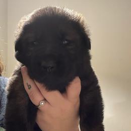 Twix - Sable female German Shepherd puppy in Salem, Virginia from Vom Kylohaus German Shepherds
