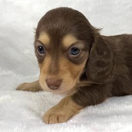 Faith - Chocolate and cream female Dachshund puppy in Mesquite, Texas from AB Dachshund