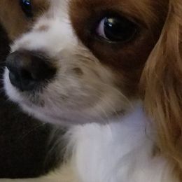 Cavalier King Charles Spaniels from Evergreen Cavaliers