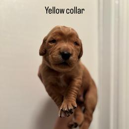 Boy 3 - Dark golden male Golden Retriever puppy in Arizona from Golden Penny AZ