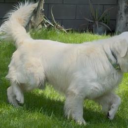 Benji - Golden Retriever