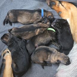 Grey - Sable male German Shepherd puppy in Nekoosa, Wisconsin from Waldrand Kennel LLC