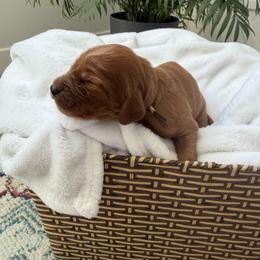 Brown boy - Chestnut male Irish Setter puppy in West Haven, Utah from McClellan Setters