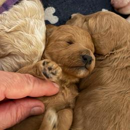 Girl 1 - Red  female Goldendoodle puppy in Kearneysville, West Virginia from Daydreamer