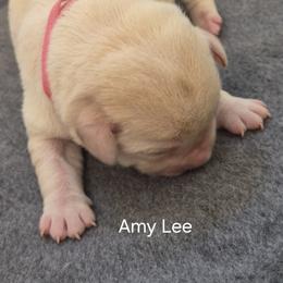 Girl 2 - female Labrador Retriever puppy in Greenwich, Ohio from Pure Gem Kennel