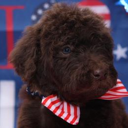 Bunker - USA 250th Litter - Chocolate male Goldendoodle puppy in Westminster, South Carolina from Goldendoodlepuppiessc