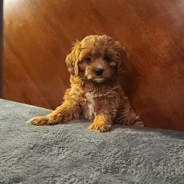Assorted Doodle Crosses, Cavapoo, Cockapoo, and Poodle Puppies from Doodles by Tatum