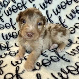 Gregory - Red merle male Australian Shepherd puppy in Blomkest, Minnesota from Meljestic Farms