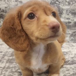 Dachshund Puppies from Dax Place