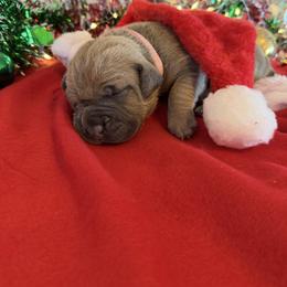 Light pink collar - Fawn female Cane Corso puppy in Briggs, Texas from Capital City Corso’s