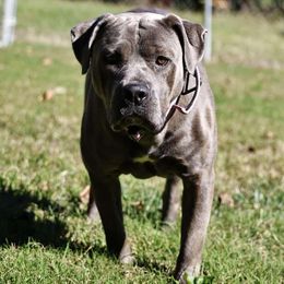 Berry - Gray brindle female Cane Corso puppy in Chestertown, Maryland from Willow Creek Cane Corsos