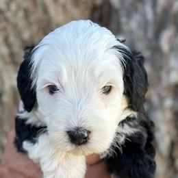 Ferrari - Tri-color male Bernedoodle puppy in El Campo, Texas from Little Fur Friends Bernedoodles