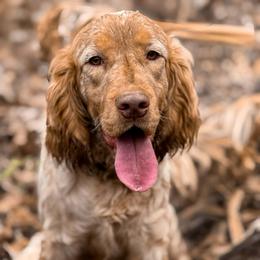 Elvis - English Springer Spaniel
