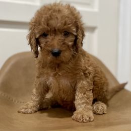 Aioli - Red  Goldendoodle puppy in Bartow, Florida from Furever Doodles