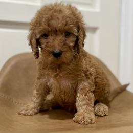 Aioli - Red  Goldendoodle puppy in Bartow, Florida from Furever Doodles