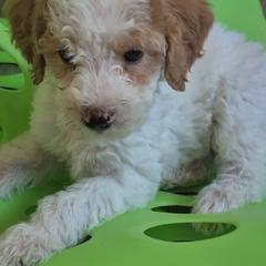 Bandit - White female Double Doodle puppy in Norfolk, Massachusetts from Cat's Golden Labradoodles