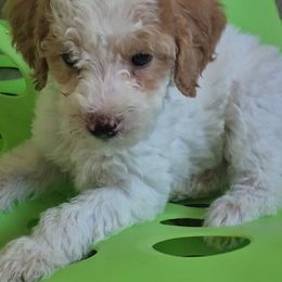 Bandit - White female Double Doodle puppy in Norfolk, Massachusetts from Cat's Golden Labradoodles