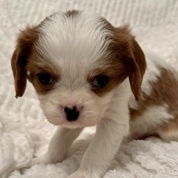 Cavalier King Charles Spaniel Puppies from Rhonda Davis