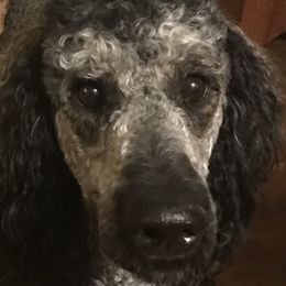 Gypsy - Goldendoodle