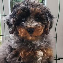 Lucy - Aussiedoodle