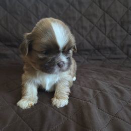 Diamond - Sable and white female Shih Tzu puppy in Boston, Massachusetts from NFST IMPERIAL SHIHTZU PUPPIES