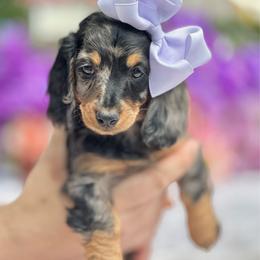 Trixie - Dapple female Dachshund puppy in Lakeland, Florida from Elite Doxies Florida