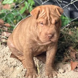 Arrow - Brown male Chinese Shar-Pei puppy in Lehigh Acres, Florida from Florida Wrinkles