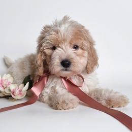 Zoe - Lemon and white female Springerdoodle puppy in Fargo, North Dakota from Dakota SpringerDoodles