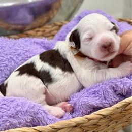 Ocean - male Australian Mountain Doodle puppy in Miami, Florida from Jade’s Paws & Co. Of Miami LLC