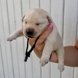 Black - Yellow male Labrador Retriever puppy in At Henry, Ohio from Hickory Creek Labs