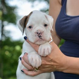 Boxer Puppies from Mt Valley Boxers