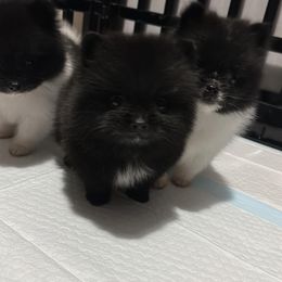 Pomeranian Puppies from A Sample Of Gods Love Kennels