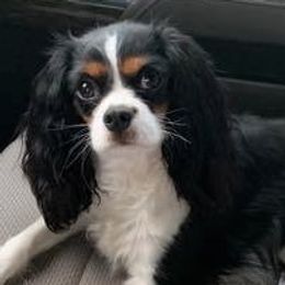 Dolly - Cavalier King Charles Spaniel