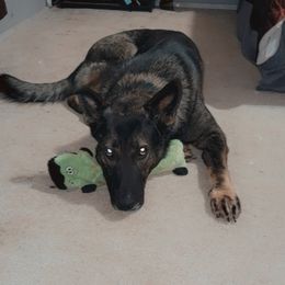 Griz - German Shepherd