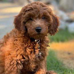 Goldendoodle Puppies from The Doodle Spot