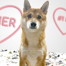 Ash - Shiba Inu