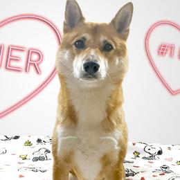 Ash - Shiba Inu